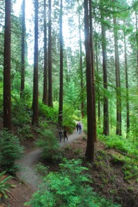 trees in Portland trees in Portland