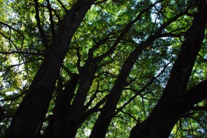 trees in seattle trees in seattle